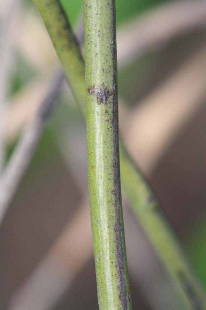              First year twig (Riverside, CA)       